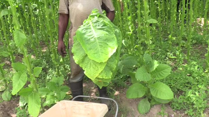 Thumbnail image for Dwight Arnold Farm Harvesting Shade
